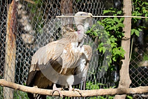 Bird scavenger vulture