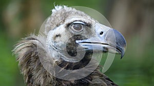 Bird scavenger vulture