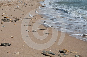 Bird on seacoast