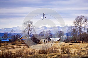 Bird seagull on a background of rustic spring landscape