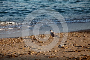 Bird a Seagull on the beach