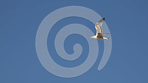 Bird Seagull fly against blue sky