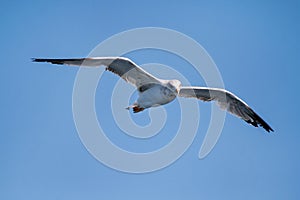 Bird seagull flying in the sky over the sea