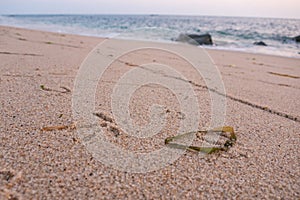 Bird / Seagull footprints in the sand on beach with seaweed