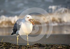 bird seagull by the Mediterranean seaon the beach with opened be