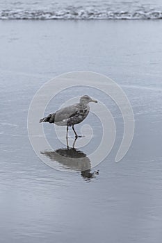 Bird Seagull. Seagull on the beach. Seagull reflections in the water at the beach