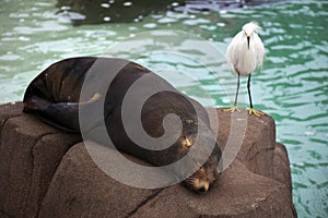 Bird and Seal on Rock