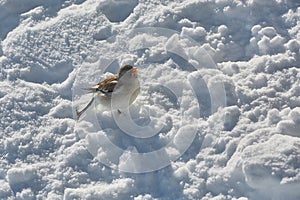 Bird searching for food in winter, white-winged snowfinch