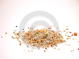 Bird Seed