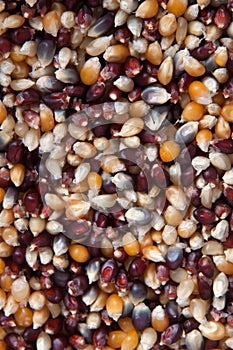 Bird seed background