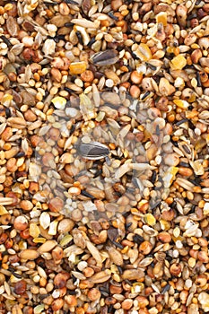 Bird seed mix