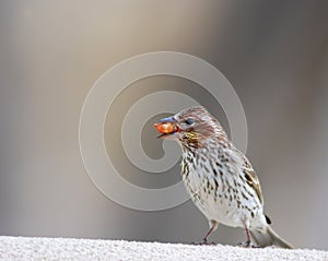 Bird with seed in mouth