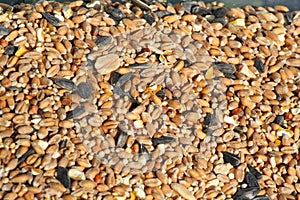 Bird seed texture background.