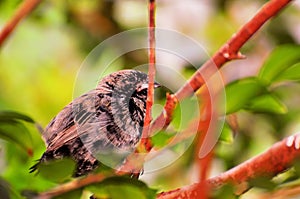 Bird, Seedeater perched on branch in aviary