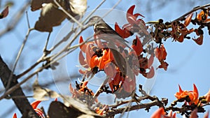 Bird Serenade: A Vivid Spring Symphony Among Palash Flowers