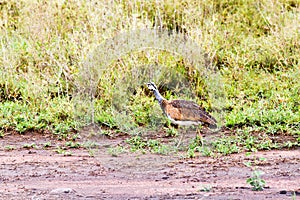 Bird in Serengeti National Park, Tanzania
