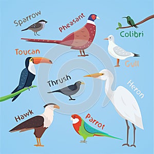 Bird set cartoon colorful vector illustration. eps 10.