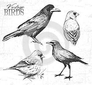 Pájaro colocar ilustraciones 