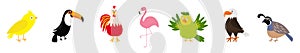 Bird set line. Canary, toucan, rooster, parrot, flamingo, eagle, quail. Cute cartoon characters icon. Baby animal zoo