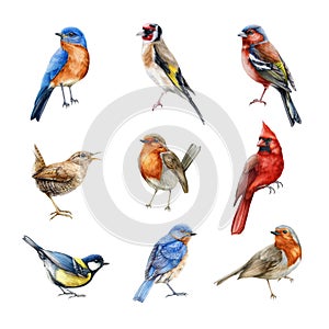 Bird set watercolor illustration. Finch, red cardinal, eastern bluebird, goldfinch, robin, wren image. Realistic garden