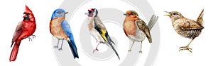 Bird set watercolor illustration. Red cardinal, eastern bluebird, goldfinch, robin, wren close up images. Realistic