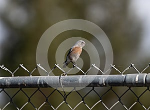 Bird setting on a cyclone fence