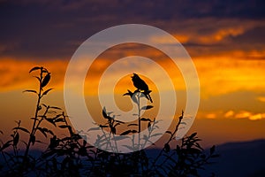 a bird setting on tree against cloud sky beautiful sunset presenting a dramatic view