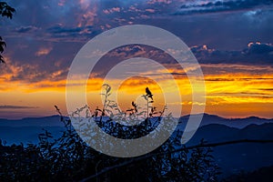 a bird setting on tree against cloud sky beautiful sunset presenting a dramatic view