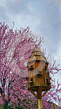 Bird shelter with cherry blossom spring background