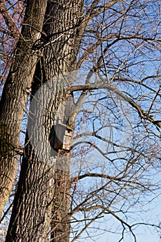 Bird shelter on old tree