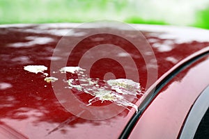 Bird shit, drop of bird stain on red car surface, dirty waste of birds dropping splatter, dirty stain bird shit close-up