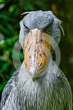 Bird Shoebill