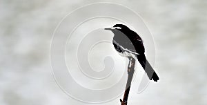 A bird shot from thekkady kerala at a black and white background