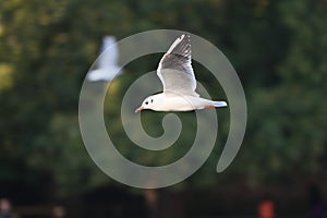 Bird shots fastshutter