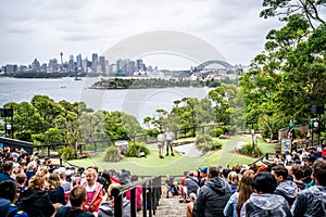 Bird show at Taronga zoo and scenic view of Sydney CBD skyline in background in NSW Australia