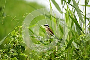 Bird shrike in the summer on a branch of red currant.