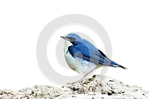 Bird (Siberian Blue Robin) on white backg