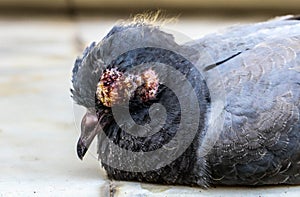 Bird sick eye