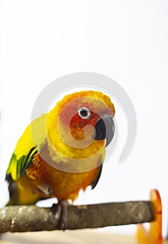 Bird sick Sun conure sitting on a cage.