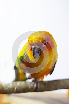 Bird sick Sun conure sitting on a cage.