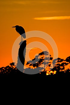 Bird silhouette