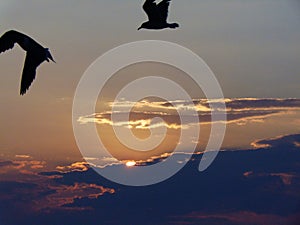 Bird Silhouette Against The Sunset