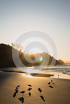 Bird silhouette on the beach at Sunset