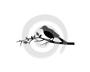 Bird silhouette on branch, vector
