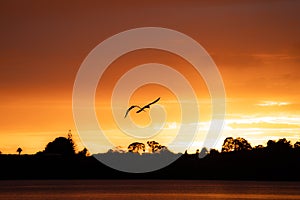 Bird in silhouette flying over land under Intense red sunrise over horizon