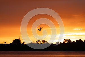 Bird in silhouette flying over land under Intense red sunrise over horizon