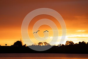 Bird in silhouette flying over land under Intense red sunrise over horizon