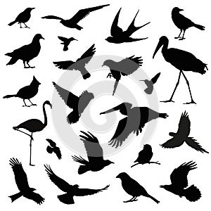 Bird silhouette illustration set