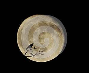 Bird Silhouette over the full moon at night