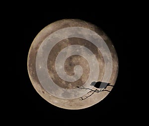 Bird Silhouette over the full moon at night